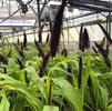 Grass Pennisetum glaucum 'Jester'
