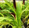 Grass Pennisetum glaucum 'Jade Princess'
