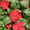 Impatiens walleriana Xtreme 'Red'