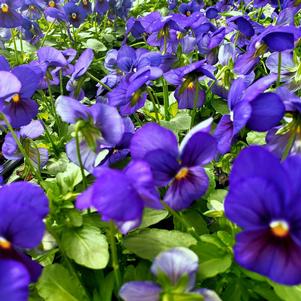 Viola cornuta Penny 'Deep Blue'