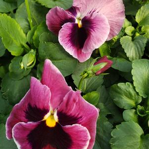 Pansy Viola wittrockiana Colossus 'Rose with Blotch'