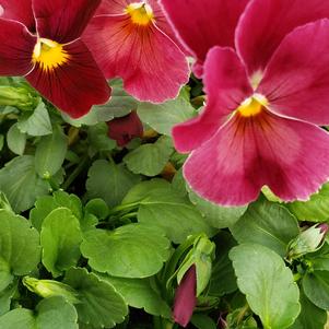 Pansy Viola wittrockiana Delta 'Pure Rose'