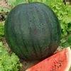 Vegetable Watermelon 'Sugar Baby'