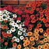 Zinnia hybrida Profusion 'Mix'