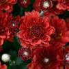 Chrysanthemum Aideen 'Red Fire'
