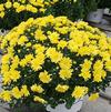 Chrysanthemum Jacqueline 'Yellow'