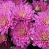 Chrysanthemum Jacqueline 'Pink'