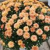 Chrysanthemum Jacqueline 'Orange Fusion'