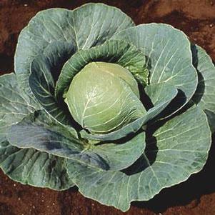 Vegetable Cabbage 'Stonehead'
