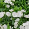 Dianthus interspecific Ideal Select 'White'