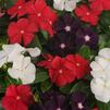 Vinca Catharanthus roseus Jams 'N Jellies 'American Pie Mix'
