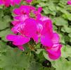 Geranium Pelargonium interspecific Calliope 'Medium Deep Rose (Prev. Lavender Rose)'