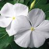 Vinca Catharanthus roseus Cora XDR 'White'