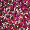 Dianthus interspecific Ideal Select 'Mix'