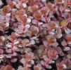 Sedum spurium 'Red Carpet'
