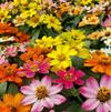 Zinnia hybrida Zahara 'Mix'