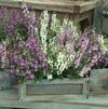 Angelonia angustifolia Serena 'Mix'