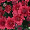Chrysanthemum Danielle 'Red'