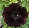 Petunia Supertunia 'Black Magic'