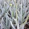 Succulent Kleinia repens (Senecio serpens) 'Dwarf Blue Chalk Stick'