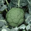 Vegetable Broccoli 'Destiny'