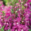 Angelonia