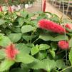 Acalypha pendula Chenille 'Firetail'