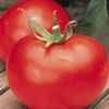 Slicing Tomato