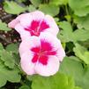 Zonal Geranium