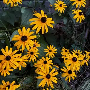 Black-Eyed Susan