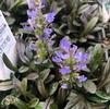 Bugleweed