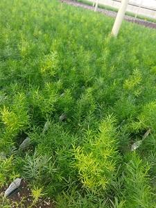 Asparagus densiflorus 'Sprengeri'