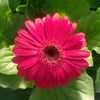 Gerbera Daisy