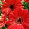 Gerbera Daisy