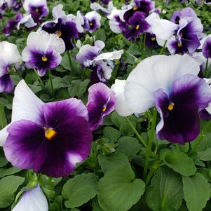 Pansy