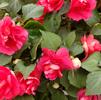 Double Impatiens