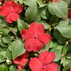 Impatiens