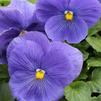 Pansy