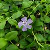 Dwarf Periwinkle