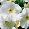 Semi-Trailing Petunia