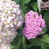 Achillea millefolium 'Appleblossom'