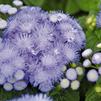 Ageratum houstonianum 'Hawaii 5.0 Blue'