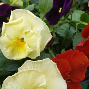 Pansy
