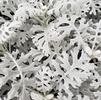 Dusty Miller