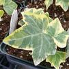 English Ivy