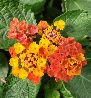 Lantana camara 'Fireworks' Lantana from Sedan Floral