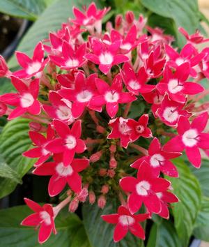 Pentas lanceolata Graffiti 'Bright Red' Star Cluster from Sedan Floral