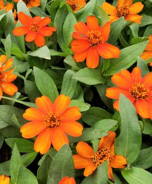 Zinnia hybrida Profusion 'Orange' Zinnia from Sedan Floral