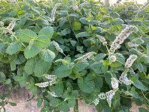 Herb Mint Mentha spicata 'Mojito' Mint from Sedan Floral