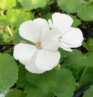 White geranium on sale